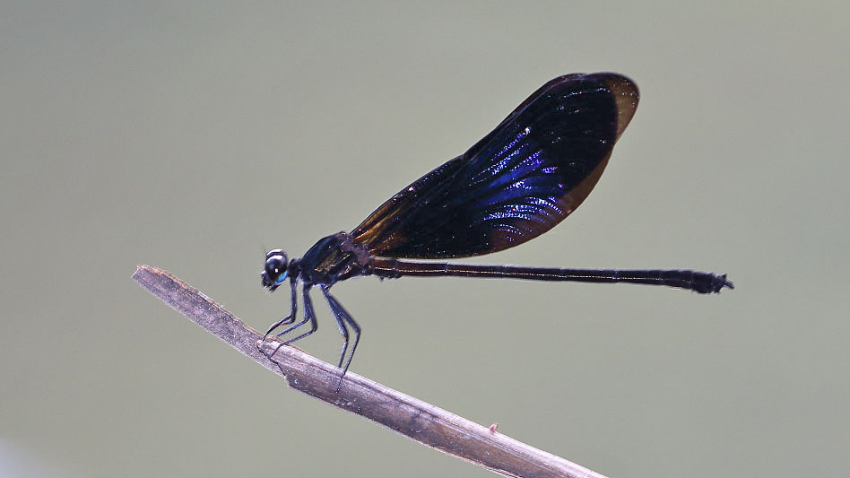 J19_9397 Euphaea splendens.JPG